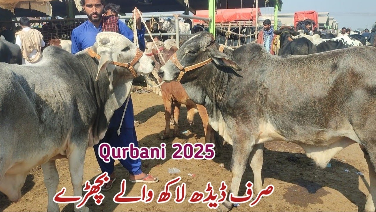 26-01-2025 Qurbani 2025 K Munasib Rates K Bachry | Cow Mandi Multan Fresh Rates Update