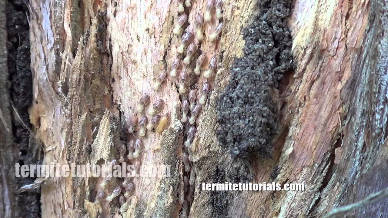 Rare video footage of termites