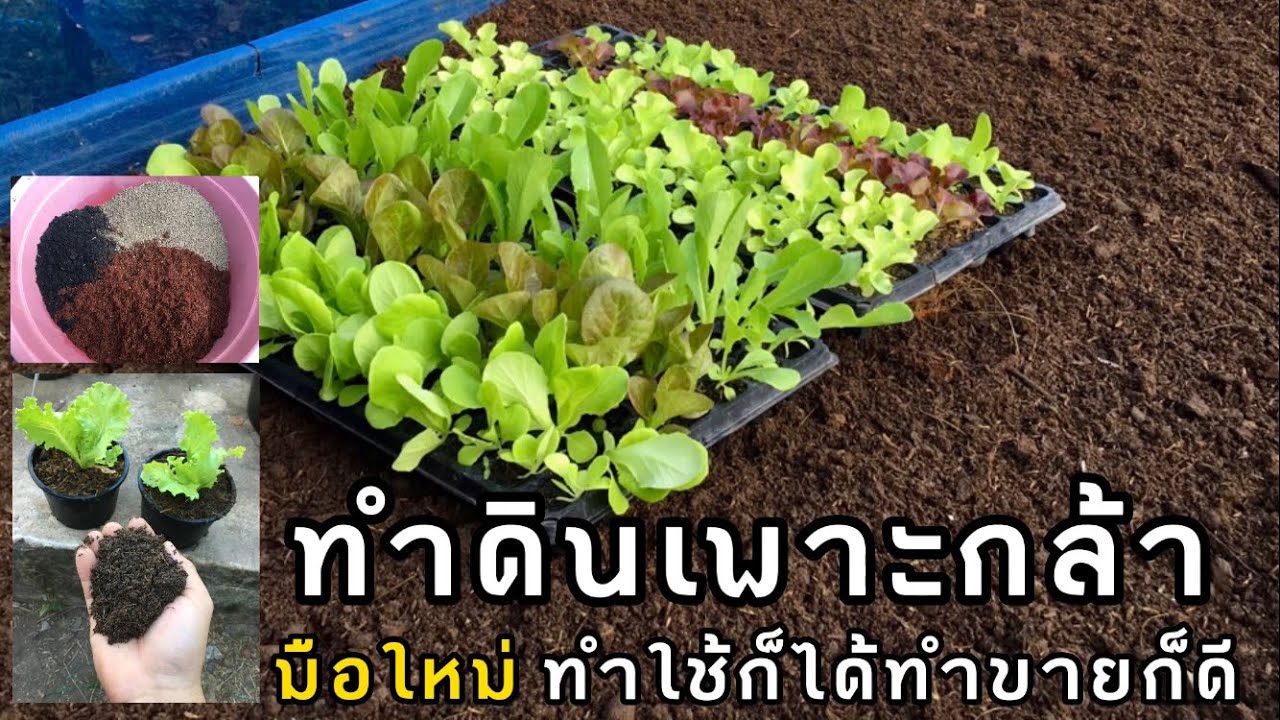 สอนการทำดินเพาะกล้าแบบง่ายๆแต่ใช้ได้จริง มือใหม่ไม่ควรพลาดคลิปนี้