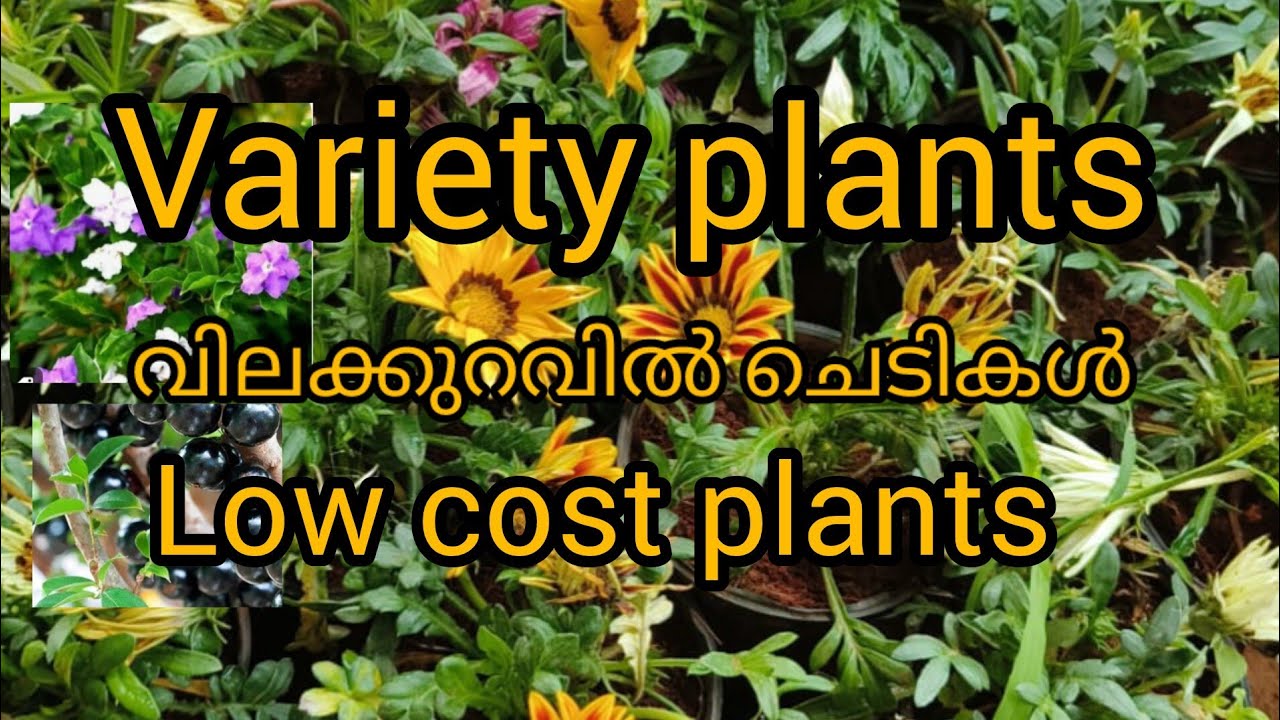 Variety plants/sale/ Low cost plants /sale vedious