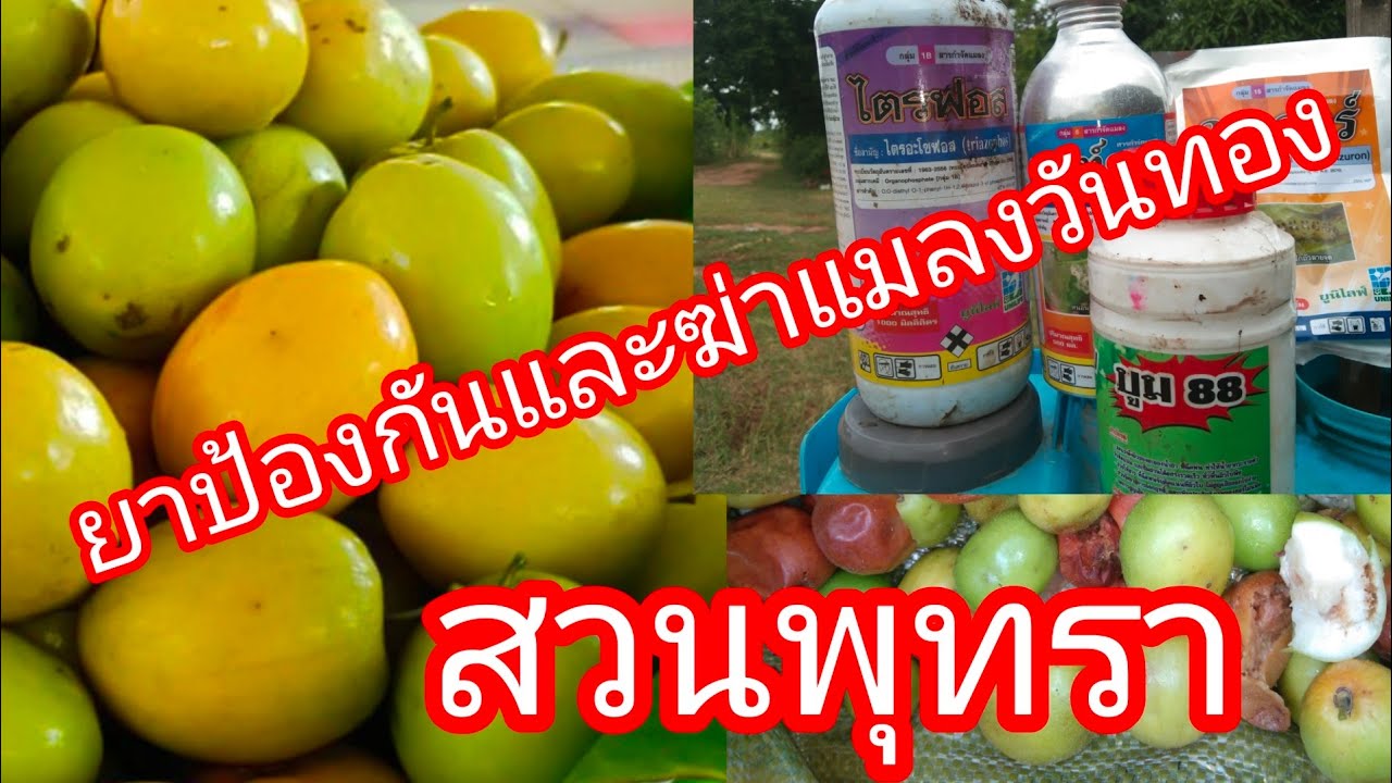 ยาป้องกัน และฆ่าแมลงวันทอง สวนพุทรา