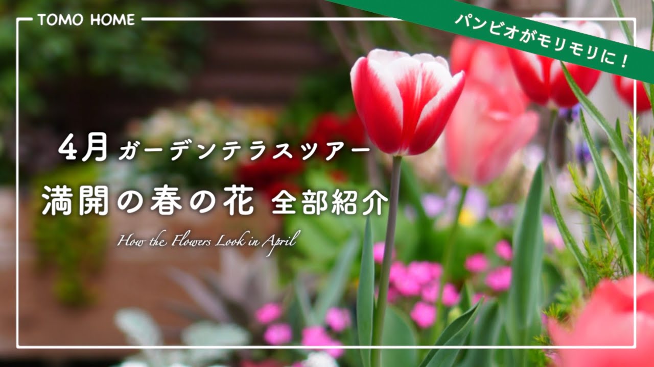 一年草が爆発＆宿根草も成長中！4月のテラスの花・ラックスやバラの蕾も