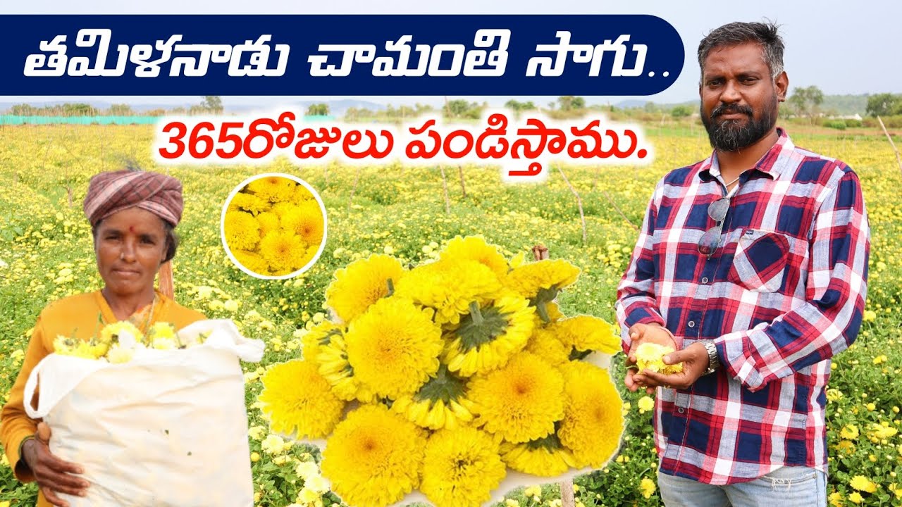 తమిళనాడులో చామంతి సాగు | Chrysanthimum Cultivation In Telugu | Shiva Agri Clinic