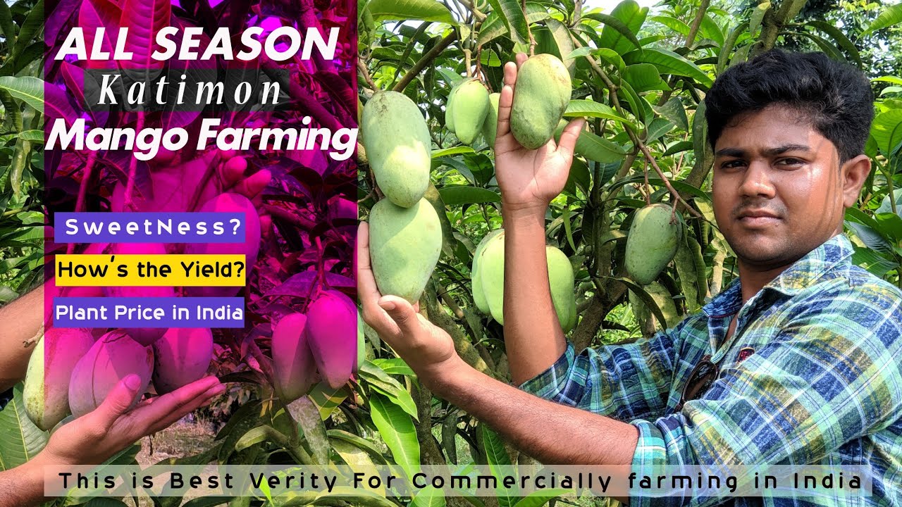 Thai Sadabahar Aam ki Commercial kheti in India.