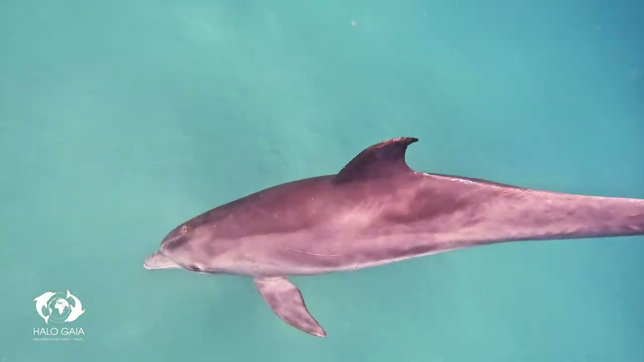 2025 12 07 Cetacean Meditation smiles