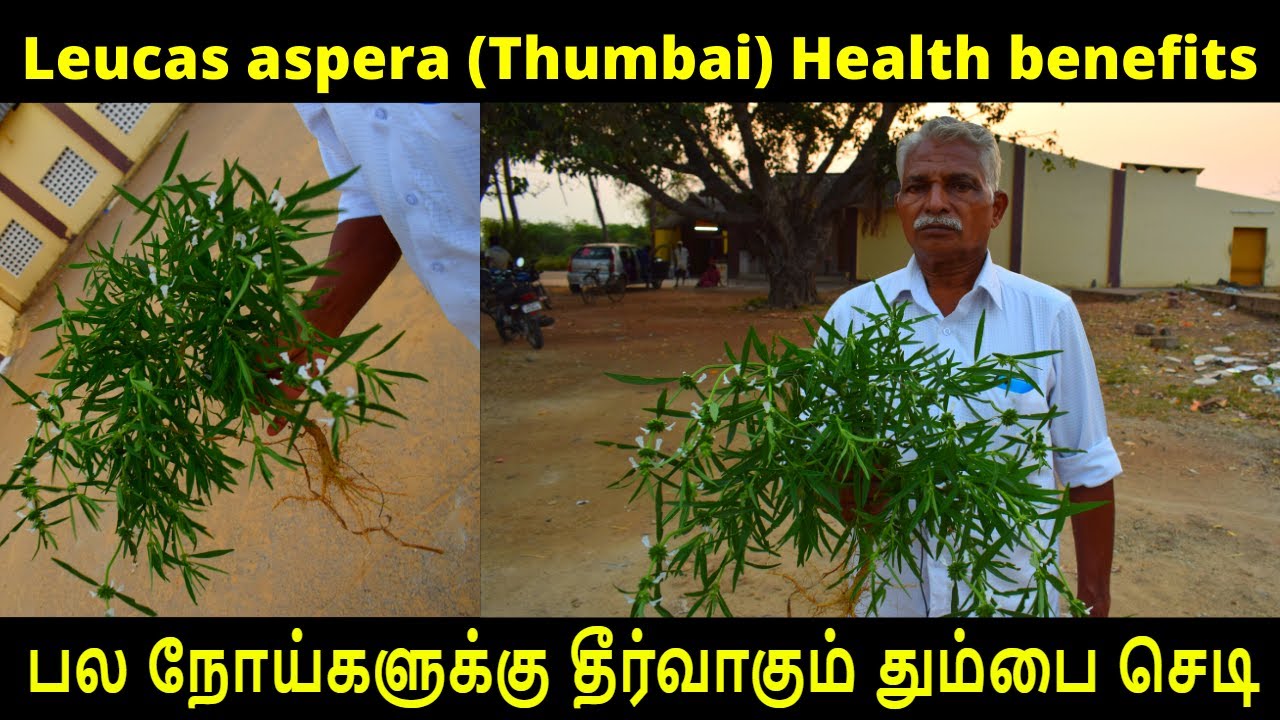 தோல் & பல நோய்களுக்கு மருந்தாகும் தும்பை செடி-Thumbai chedi - Thumbai poo - leucas aspera uses tamil