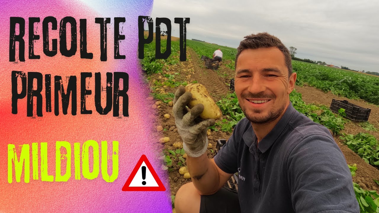 Des magnifiques pommes de terre primeurs mais du mildiou bien présent !