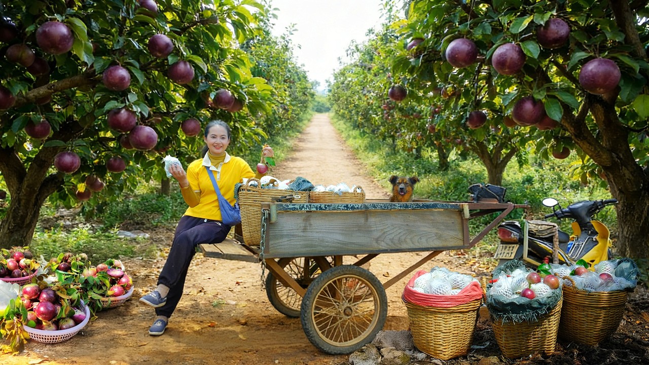 Harvest Purple Star Apples To Sell At The Market – Cook And Garden With My Brother