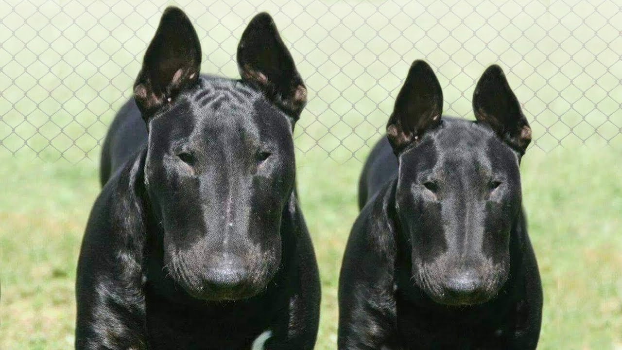 These Are 10 Most Well-Behaved Dog Breeds