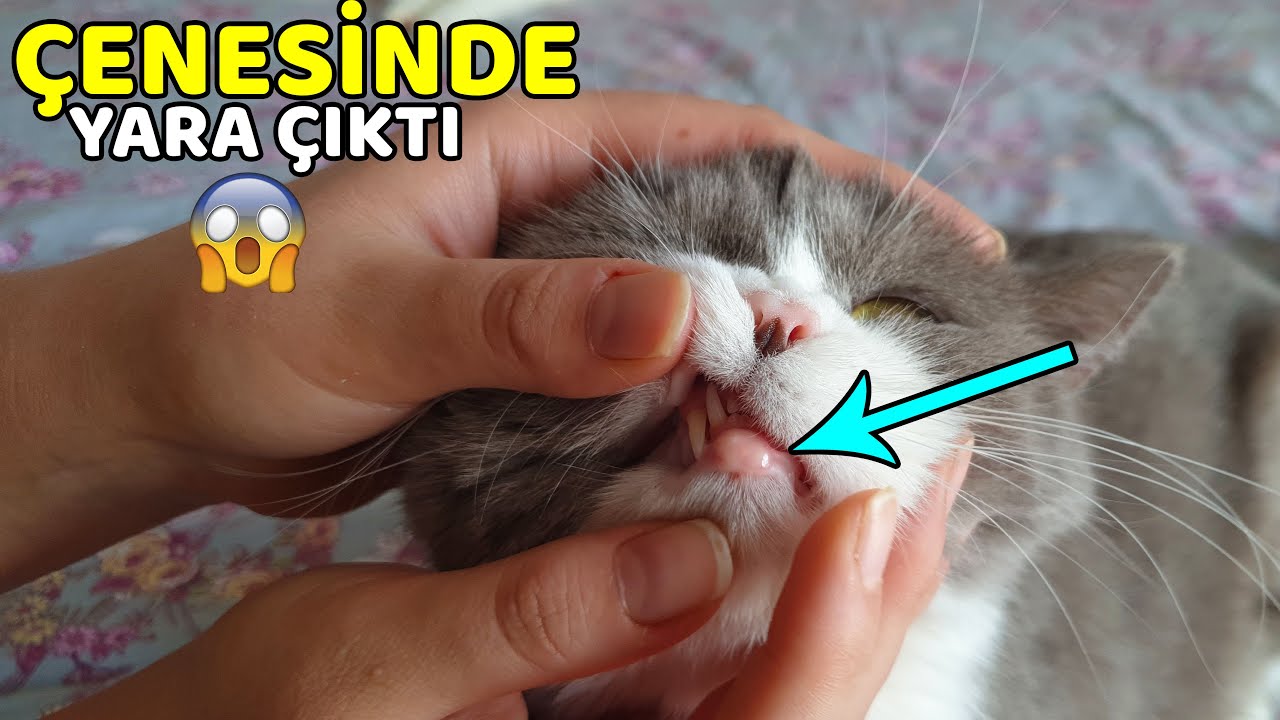 KEDİMİZİN ÇENESİDE İLTİHAP OLUŞTU (Kedilerde Çene Aknesi Sorunu)