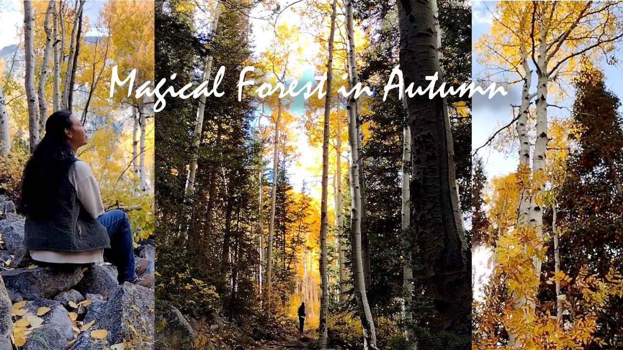 A Forest Path in Autumn