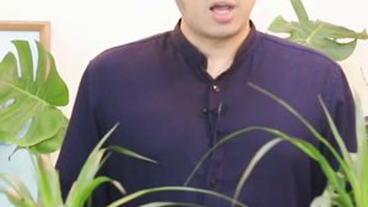 龙血树怎么养？园艺师教你，龙血树的详细养护技巧