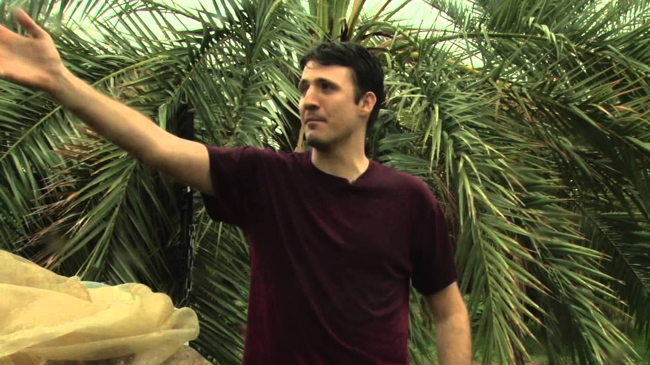 Inside look on how dates are harvested around Arizona