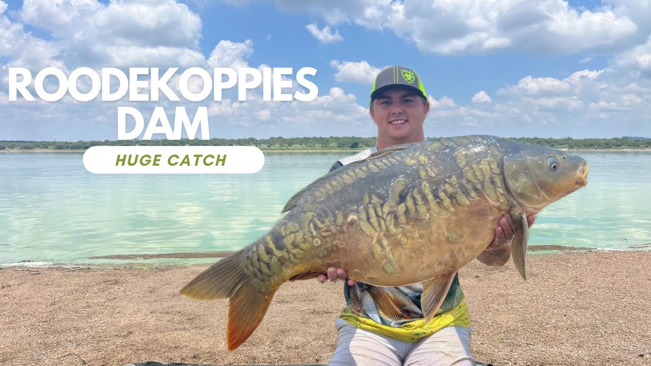 Roodekoppies carp fishing/huge mirror South Africa!
