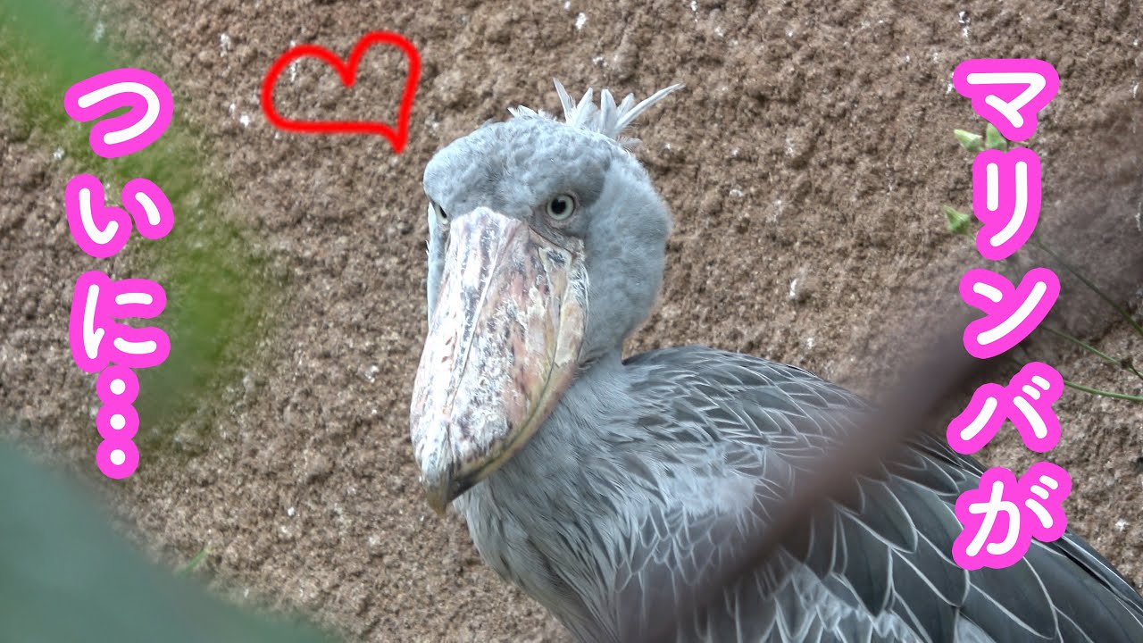 【新展開】ハシビロコウのボンゴ、恋の駆け引きに成功!? マリンバがついに…　神戸どうぶつ王国 2023年5月-5