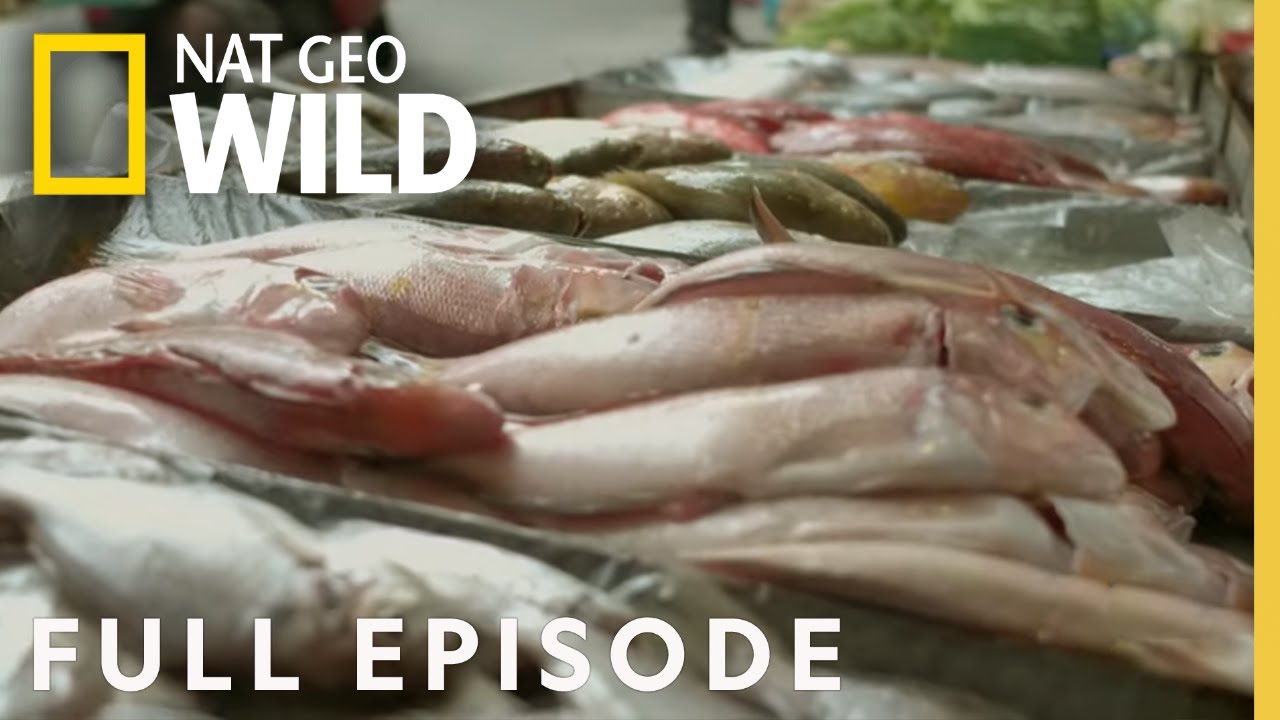 Giants of Taipei (Full Episode) | Fish My City with Mike Iaconelli