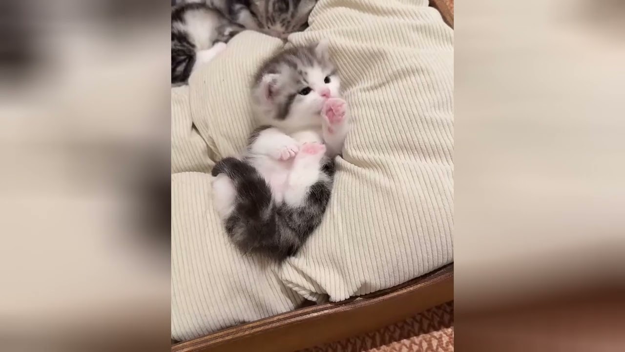 Watching kittens jump is the best kind of therapy
