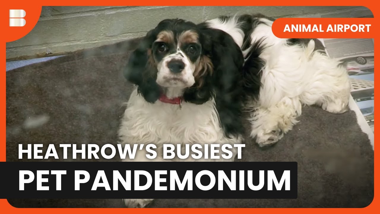 Quarantine Chaos Unleashed - Animal Airport - S01 EP07 - Animal Documentary
