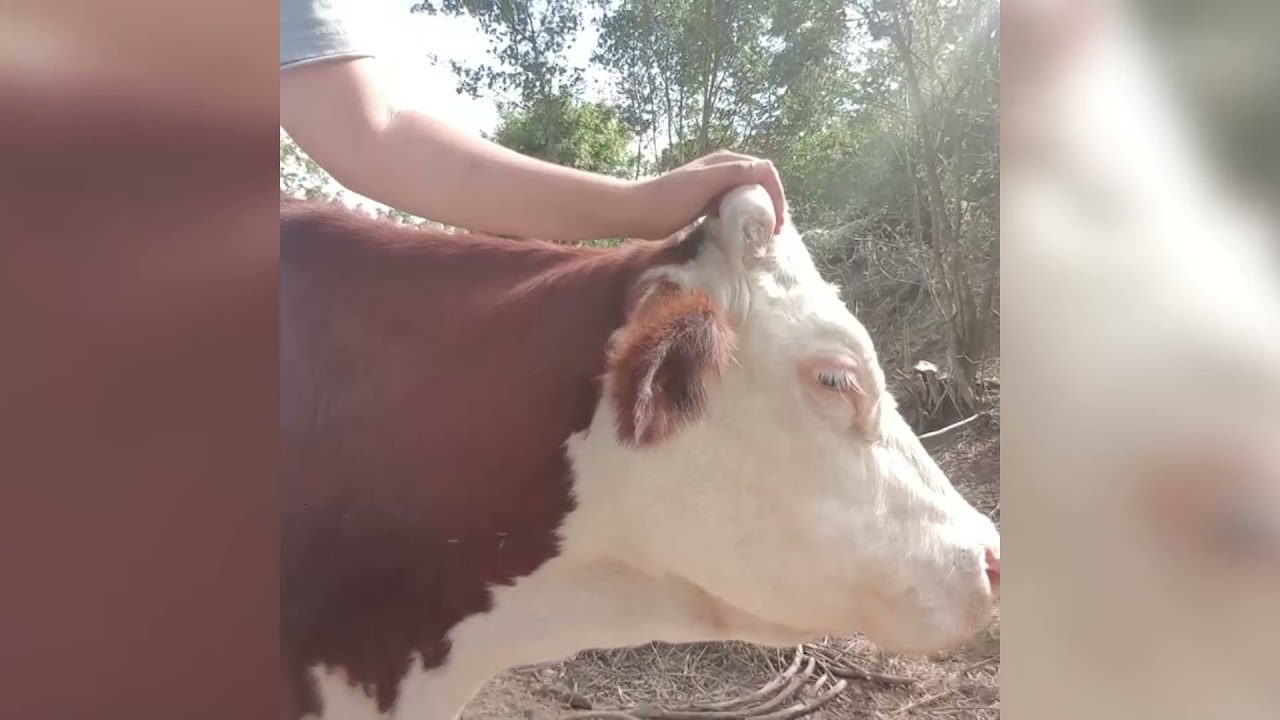 Arezzo. Chiude allevamento &ldquo;etico&rdquo;: corsa contro il tempo per salvare 500 animali