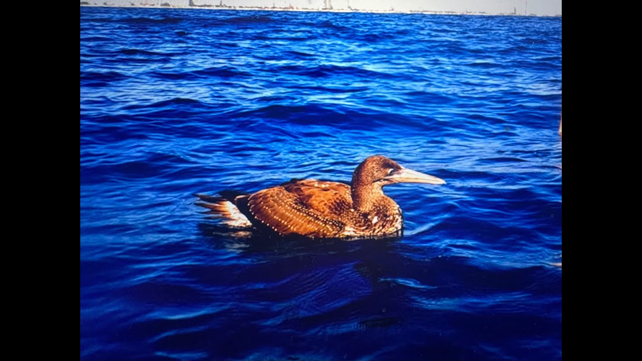 The Miami dredge hole dive, A blue foot booby bird comes to the boat begging for fish.Scuba diving