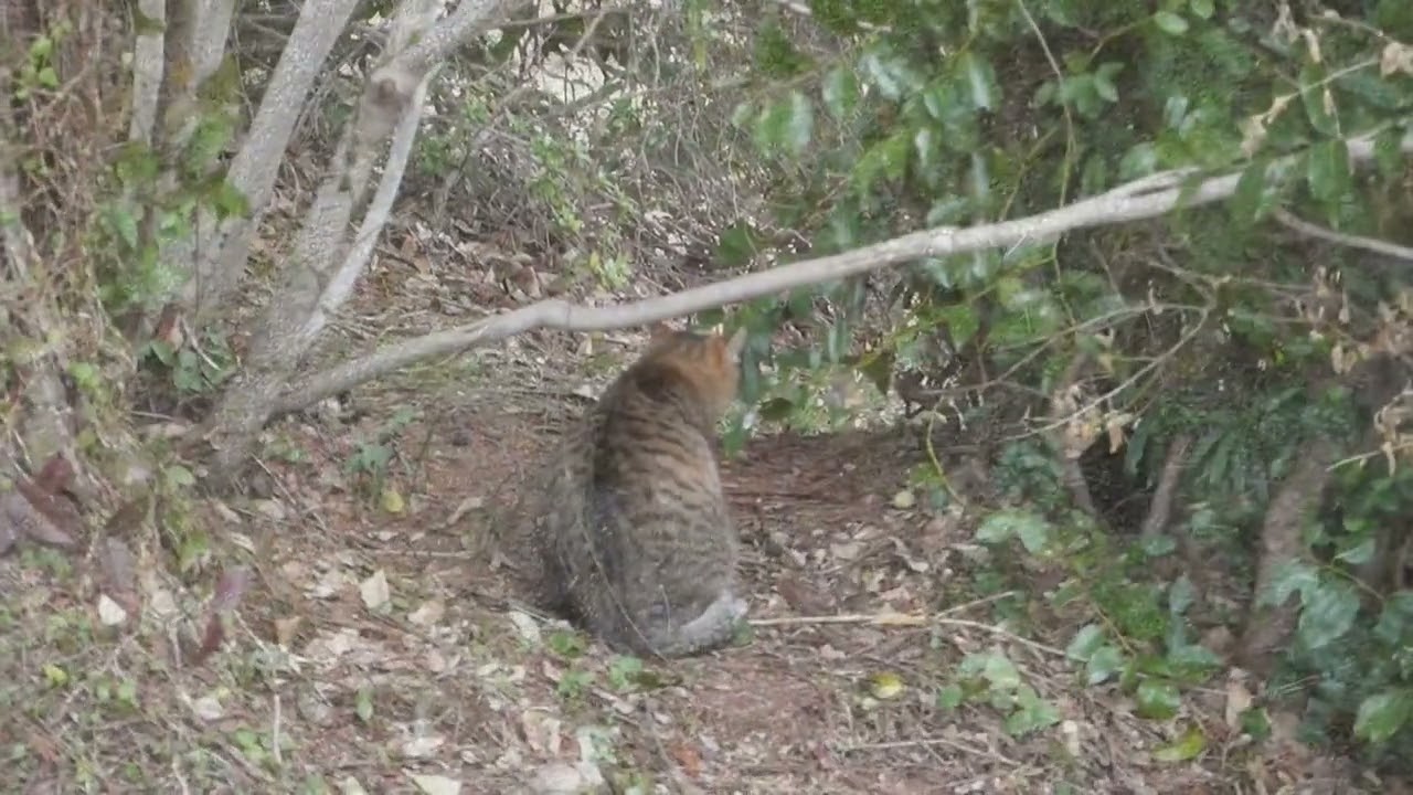 【Cat Video】 meowmeow Happy  #cat  #cats  #cute