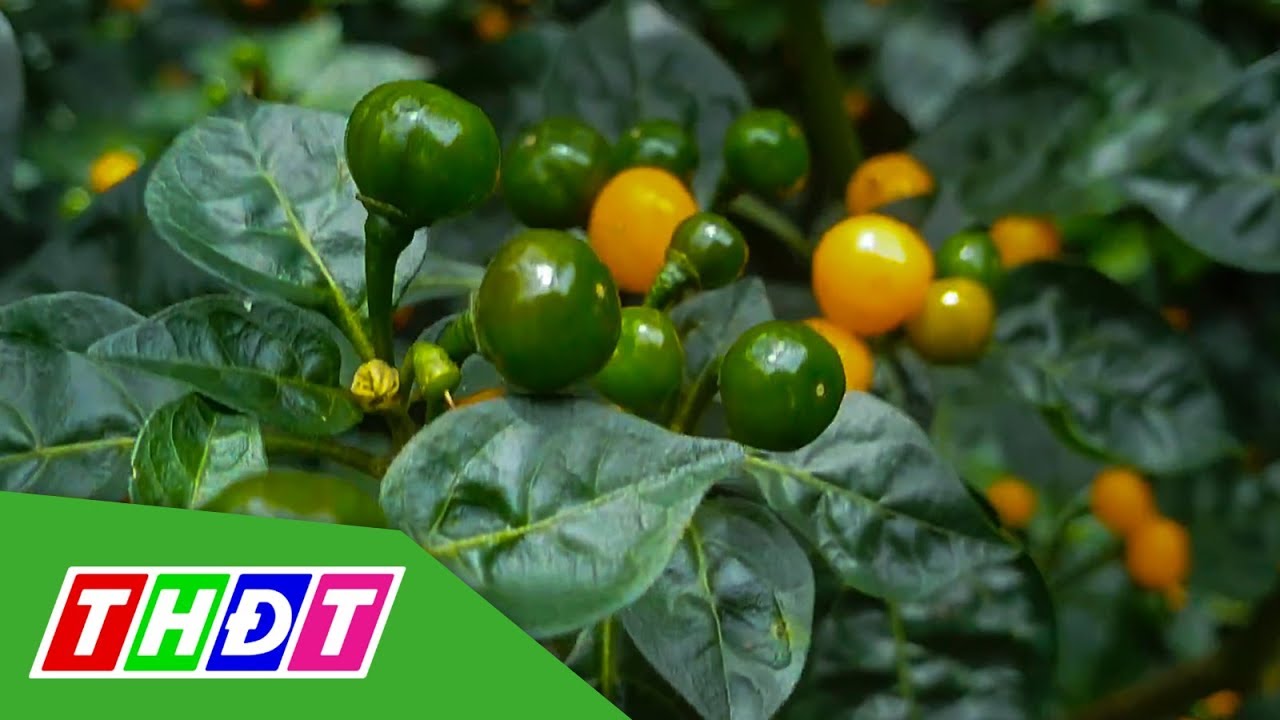 Ớt đắt nhất thế giới: 50 triệu đồng/kg | THDT