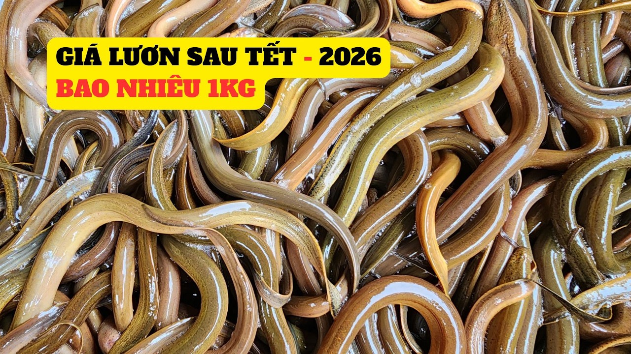 Giá Lươn Thịt Sau Tết 2026 Bao Nhiêu 1kg ? Người Nuôi Lươn Bất Ngờ - Trại Giống Đông Sơn