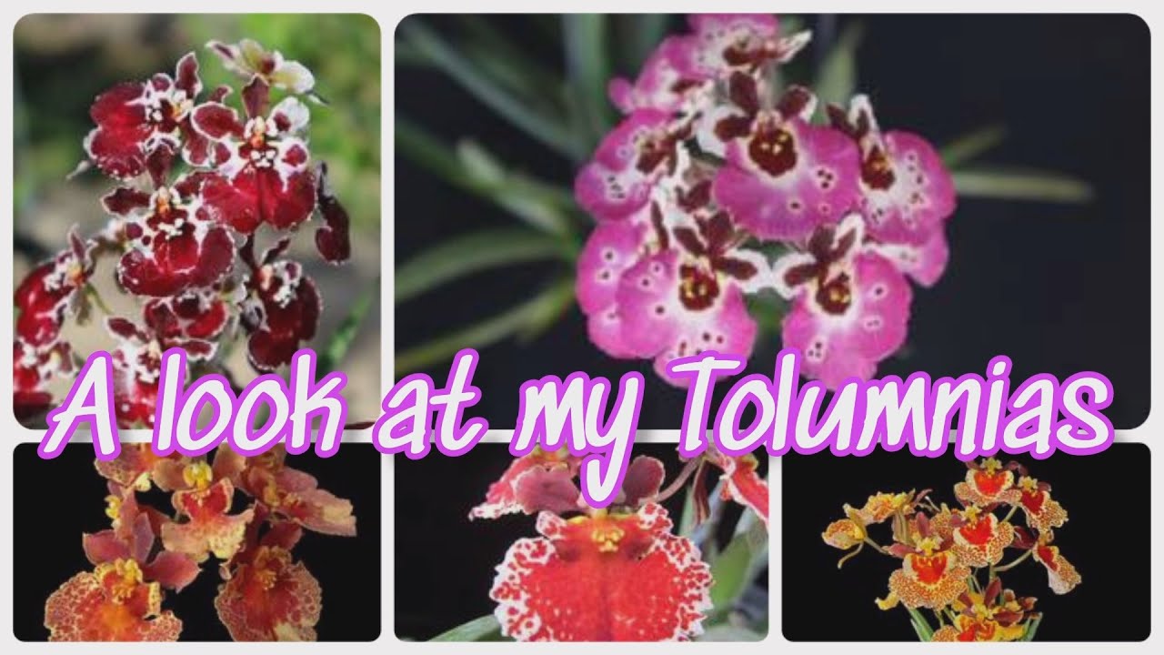 💐 New Schwerter Tolumnia orchids & care/Midsummer special/Balcony tour