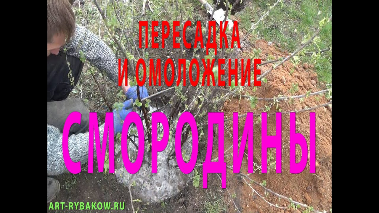 Смородина. ПЕРЕСАДКА И ОМОЛОЖЕНИЕ СМОРОДИНЫ.