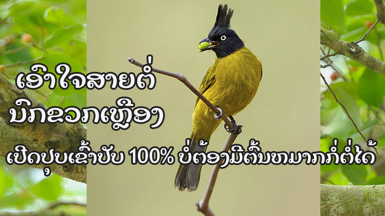 ເອົາໃຈສາຍຕໍ່ນົກຂວກເຫຼືອງ ເຂົ້າດີ100%ບໍ່ຕ້ອງງໍ້ຕົ້ນໝາກໄຮ  ລອງເລີຍບໍ່ຜິດຫວັງ!!!