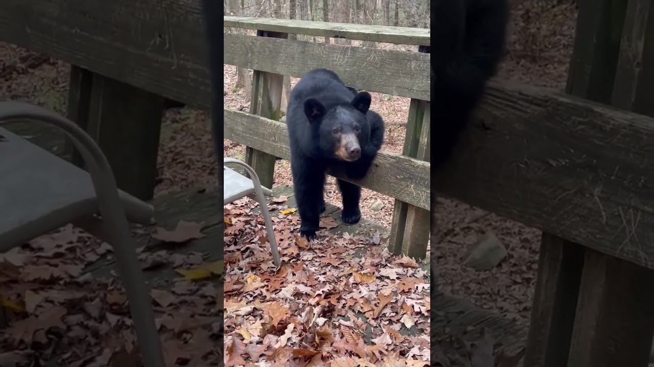 Stubborn Black Bear Doesn't Want to Leave Deck || ViralHog