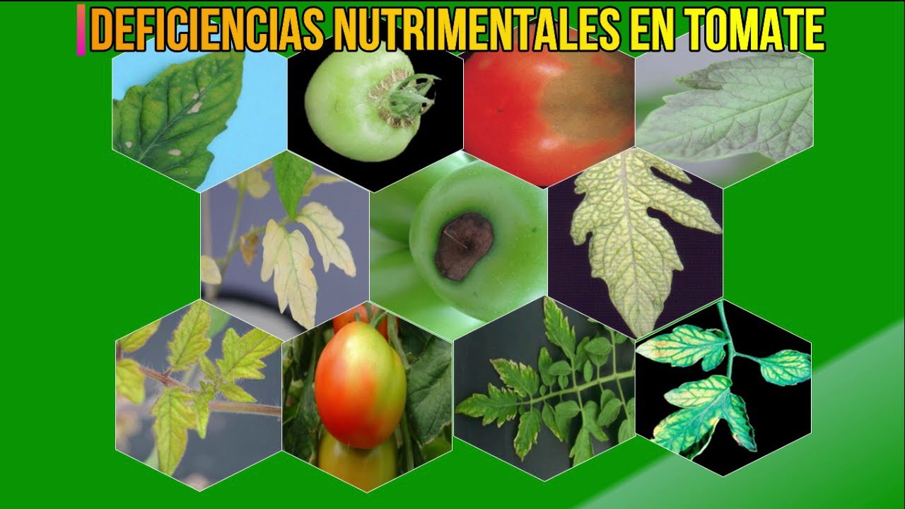 🍂 DEFICIENCIAS NUTRIMENTALES Y TOXICIDADES EN EL CULTIVO DE TOMATE