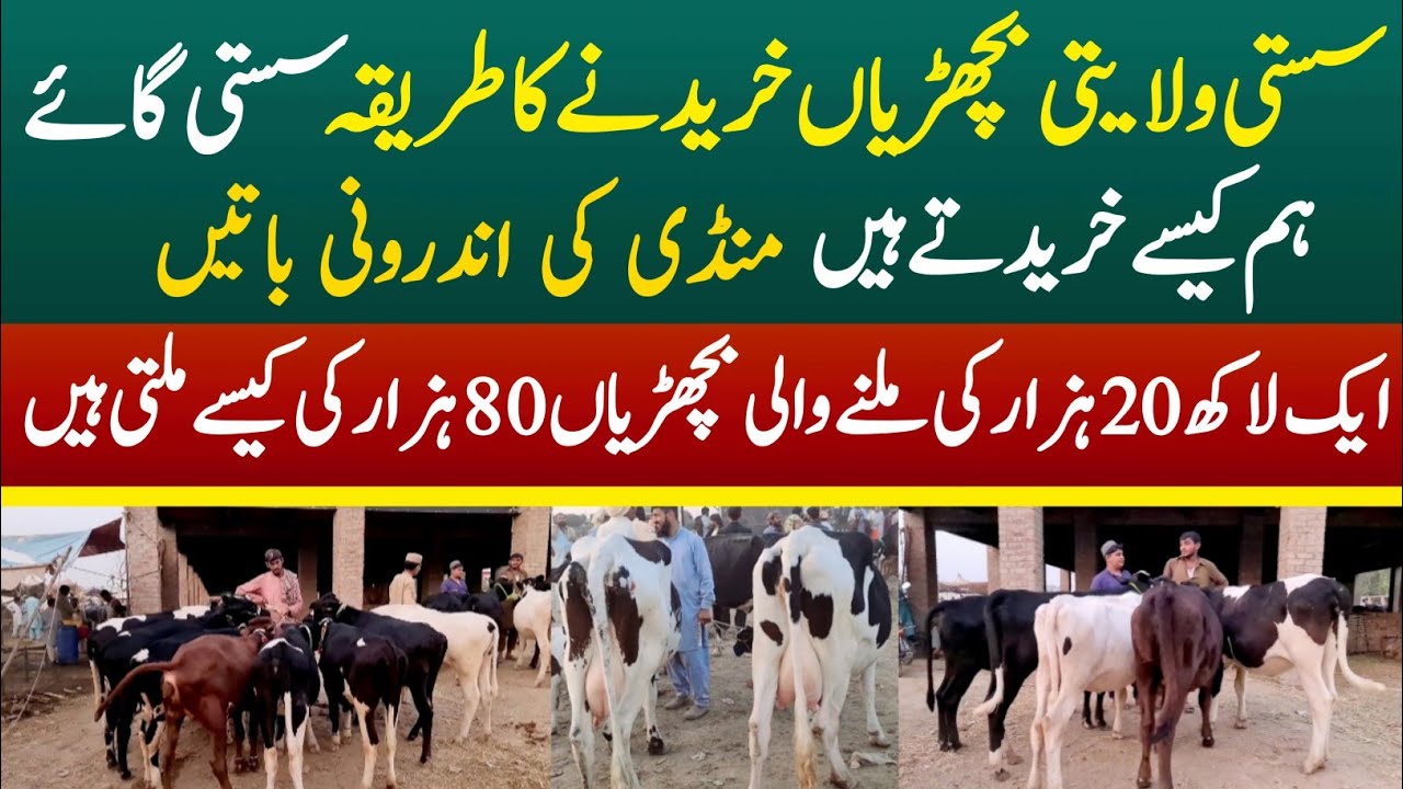 Sasta Janwar Kharidne Ka Tarika | Sasti Bachriyan | New Cow Mandi