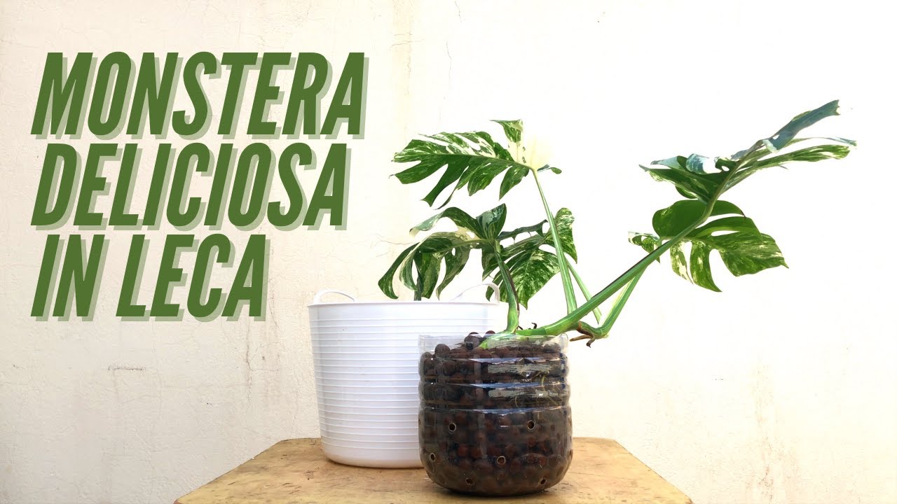 Repotting MONSTERA DELICIOSA ALBO in LECA