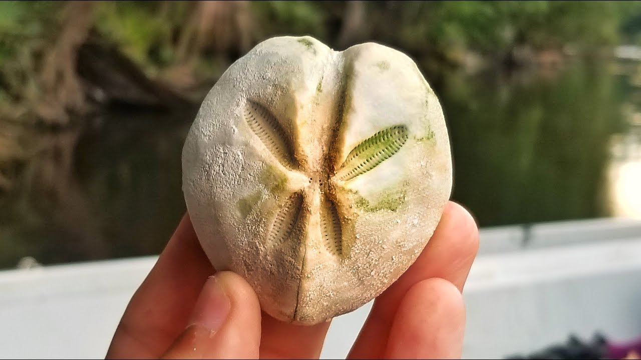 We Found Prehistoric Sand Dollars and Sea Urchins (Echinoids) While Fossil Hunting in Florida