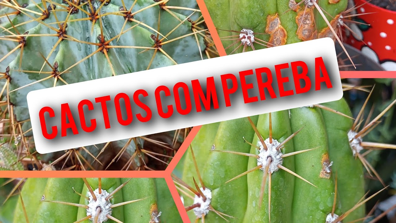 FUNGO nos Cactos: CACTOS com PEREBA!! #melocactus#fungoferrugem