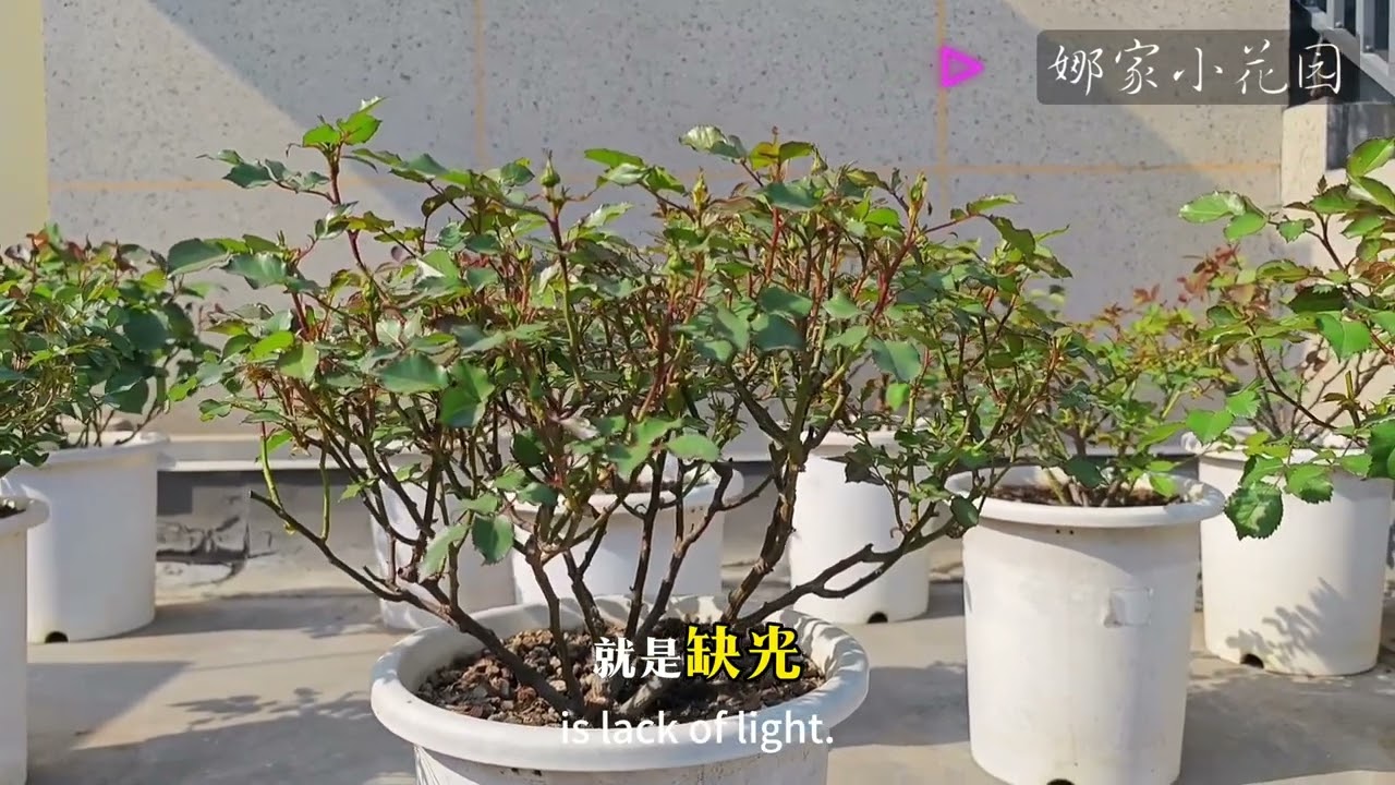 近期月季出现很多盲枝的原因分析，分享我的对策。月季，春天怎样种月季。 the reasons for the occurrence of many blind branches in roses