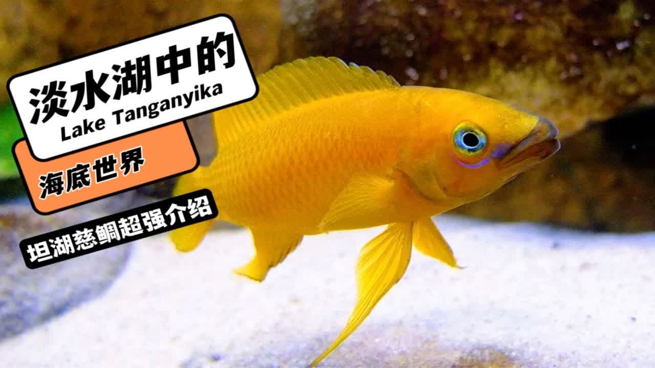 媲美海水鱼的淡水观赏鱼颜值顶流:坦湖慈鲷入门级介绍！