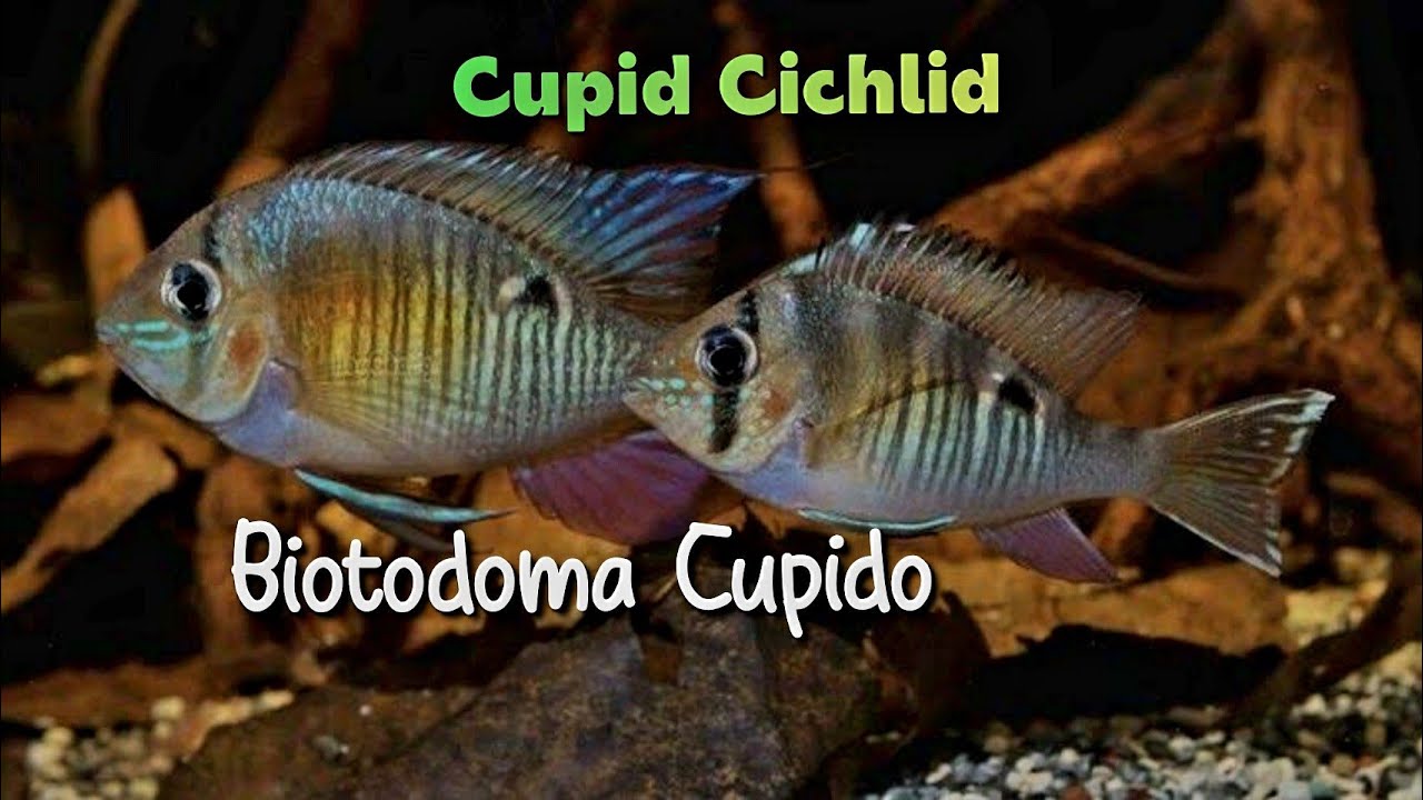 BIOTODOMA CUPIDO // CUPID CICHLID