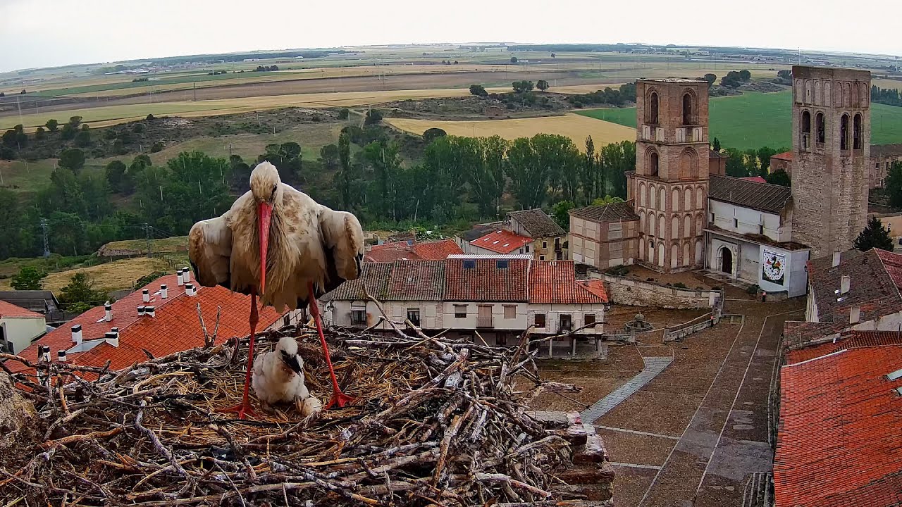 🐥  TORMENTA protegiendo el POLLO | Nido de cigüeñas de Arévalo