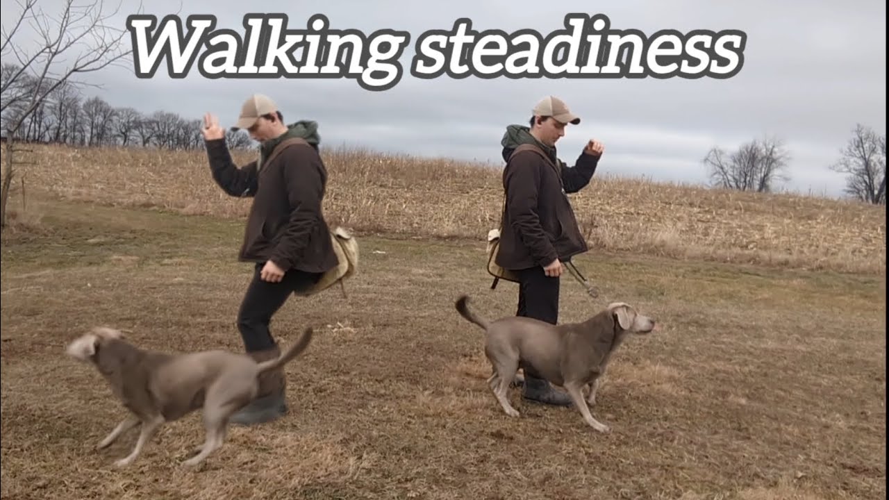 Walking steadiness