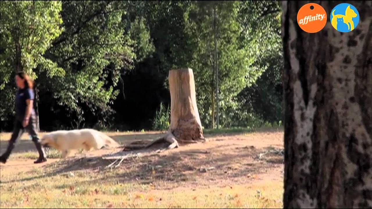 Educa2: El paseo de los perros - Más que perros y gatos 5 | Fundación Affinity