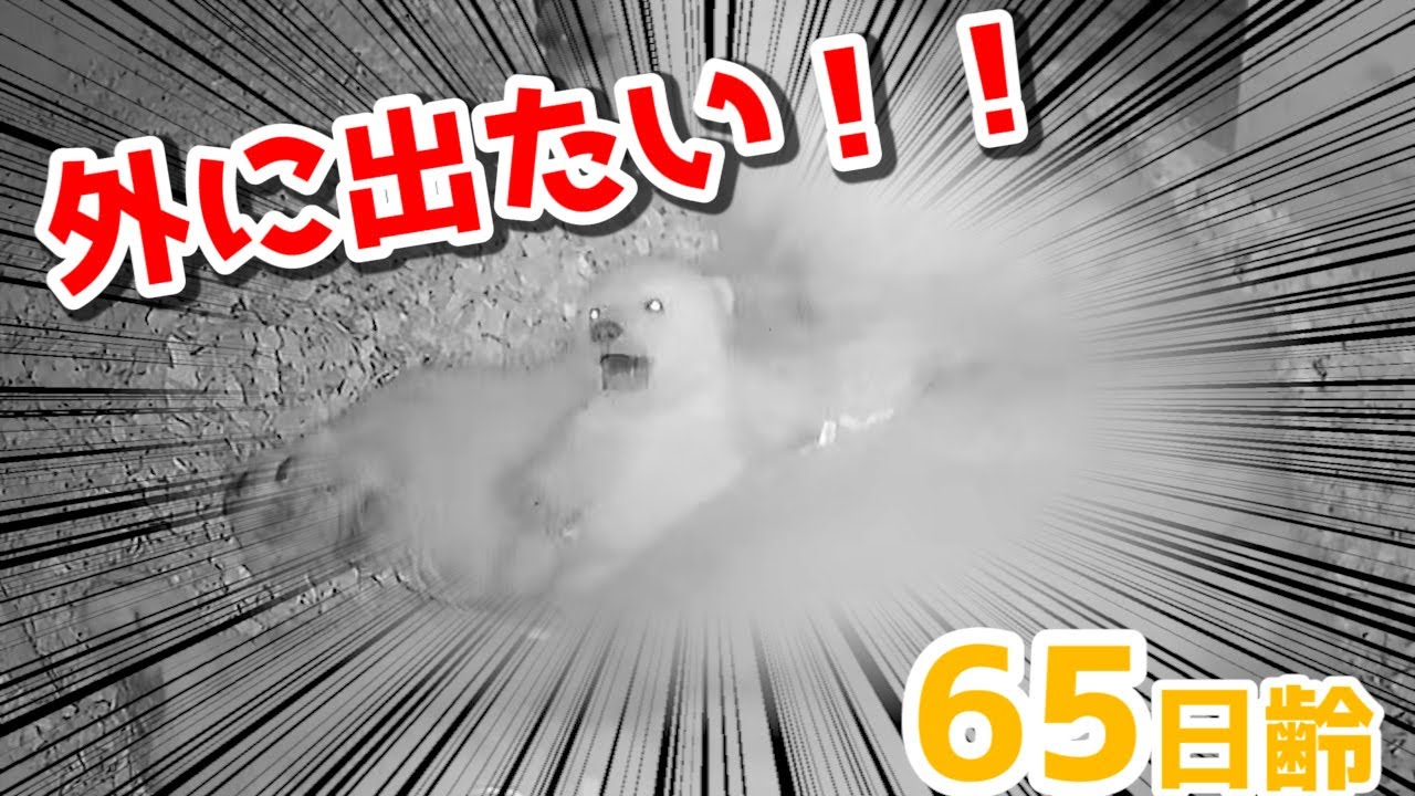 【ホッキョクグマ】産室に連れ戻されて泣きわめく赤ちゃん【65日齢】Polar Bear Baby Growth Record(Day 65)