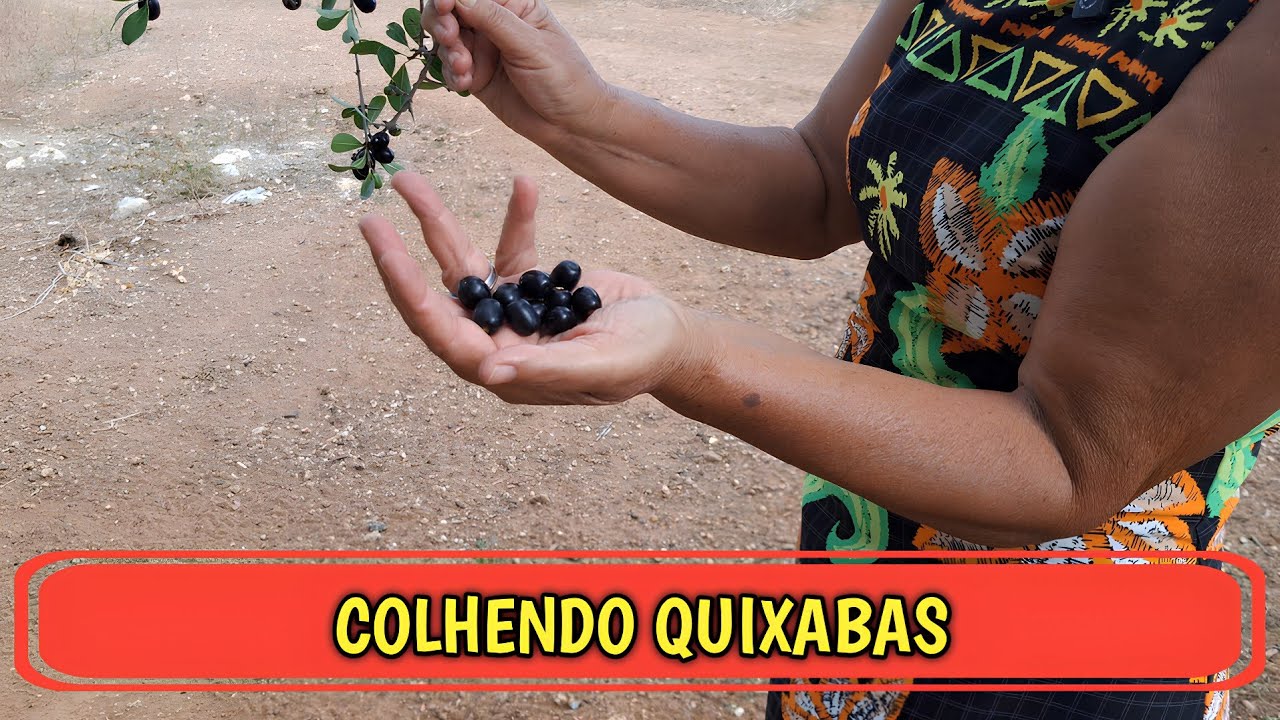 Colhendo quixabas na Fazenda Lagoa da Mata em Canapi-AL 