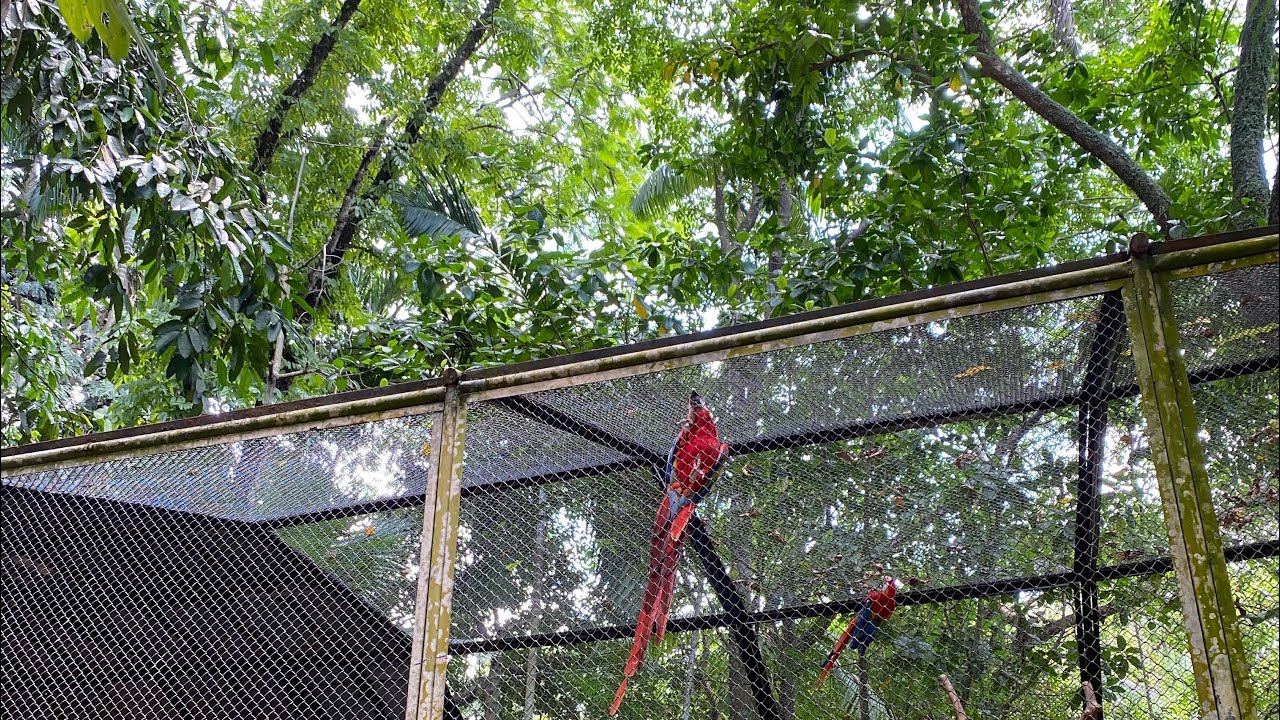 Começamos a plantar a grama, e cuidando da plantação.
