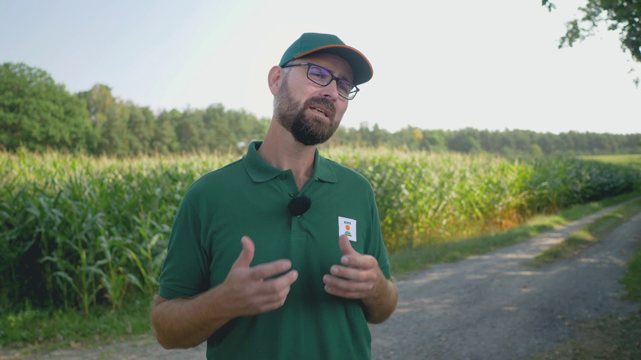 Mais und Stangenbohnen vereint: Wie Landwirte und Insekten profitieren | KWS World of Farming