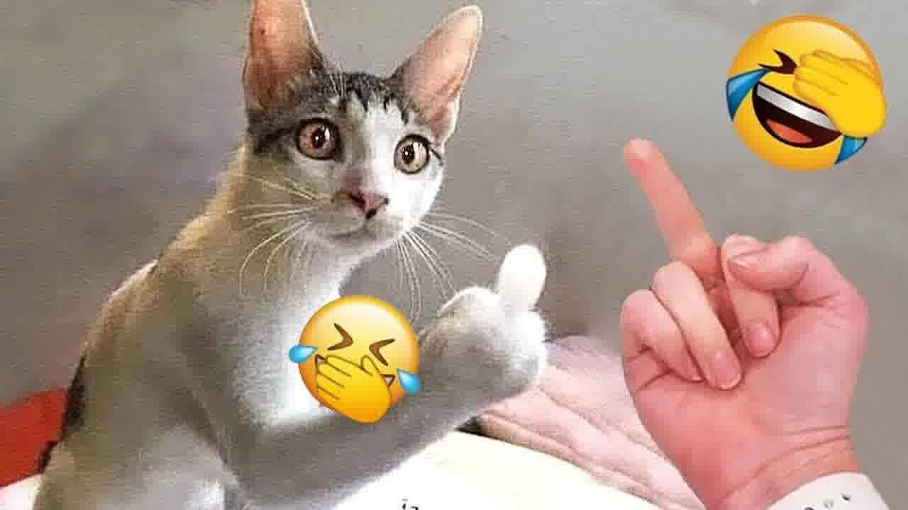 CLASSIC Dog and Cat Videos 🐶 😹You Laugh You Lose 🐱😃🐰  #25.6