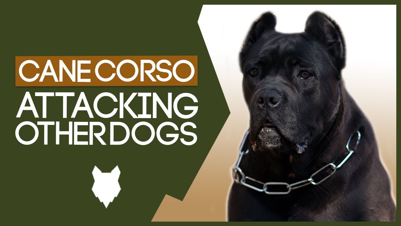 AGGRESSIVE CANE CORSO TRAINING! How To Train Aggressive Cane Corso Puppy!