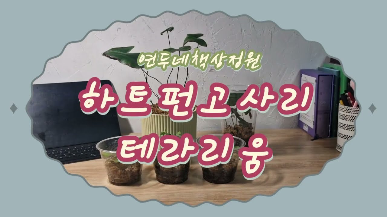 하트펀고사리테라리움 (제주애기모람, 비단이끼, 구름이끼, 다바나고사리, 초롱이끼) 