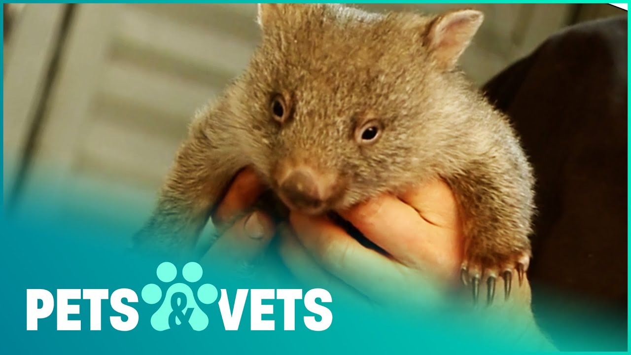 Уход за милым детёнышем вомбата | Wildlife Nannies